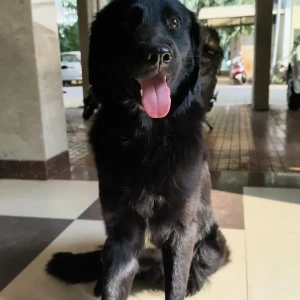 A Black Labrador Dog Found from Chikhali, Pimpri Chinchwad-2
