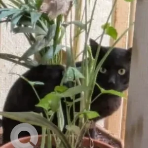 A Black Indie Cat Found from Viveknagar