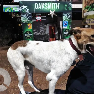 A White-Brown Mix Indie Dog Found from Betalbatim-2