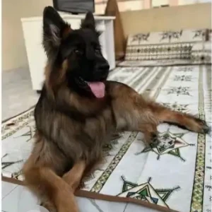 A Black German Shepherd Dog Missing from Al Targheeb Mosque