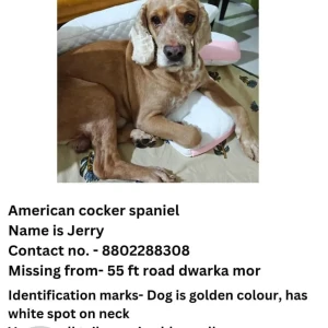 A Golden Coker Spaniel Dog Missing from 55 feet Road, Dwarka Mod, Delhi