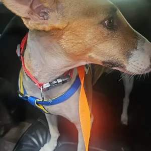 A White-Brown Mix Indie Dog Missing from Ashok Vihar, New Delhi-2