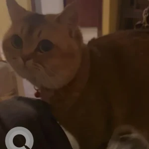 A Grey-White Mix Domestic Shorthair Cat Missing from Alflah