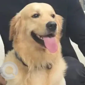 A White Golden Retriever Dog Missing from JP Nagar 5TH Phase