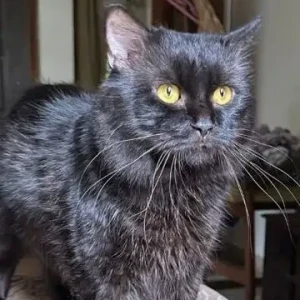 A Black Persian Cat Missing from Newtons super market, Gaura vaddo