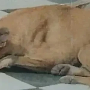 A White-Brown Mix Indie Dog Missing from C-3 Block, Janakpuri-2