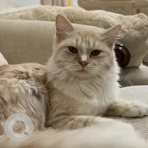 A White Persian Mix Cat Missing from Al Rawdah Al Sharqiyah, Near the Sheikh Saif Mosque