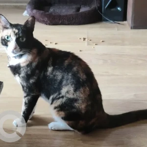 A Black and White Indie Cat Missing from Neelamber bldg, Peddar road-4