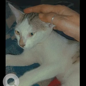 A Black and White Indie Cat Missing from Chakiya, Rajrooppur