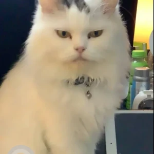 A White Persian Cat Missing from Al JadaSharjah-2