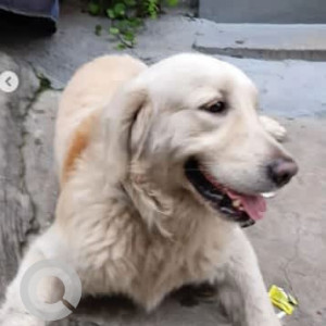 A White-Brown Mix Golden Retriever Dog Found from Azad Nagar, Bengaluru