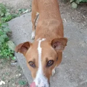 A Brown Indie Dog Missing from Chennai-2