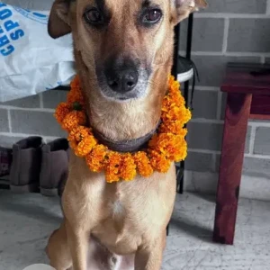 A Black and Brown Indie Dog Missing from Law College Road, Pune-2