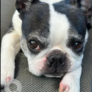 A Black and White Boston Terrier Dog Missing from Magna Rd & Milk St
