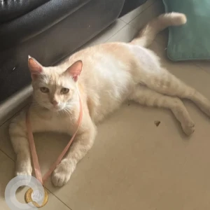 A Orange Ginger Cat Missing from Navelim
