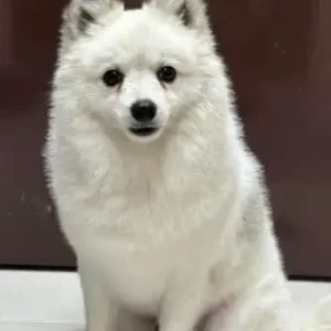 A White Pomeranian Dog Found from Street 11A, Gems Royal Dubai School