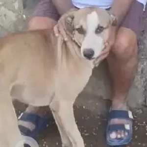 A White-Brown Mix Indie Dog Found from Prabhadevi Mandir