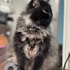 A Black Persian Cat Missing from Bommanahalli, Virat Nagar-2