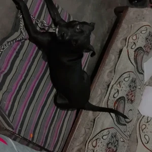 A Black Indie Dog Missing from Dwarka, New Delhi-2