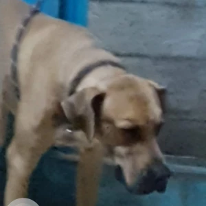 A White-Brown Mix Great Dane Dog Missing from Anand Nagar, Pune