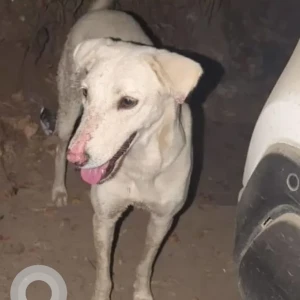 A White Indie Dog Missing from Sector-43, Gurgaon