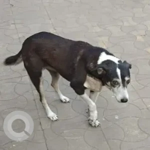 A Black and White Indie Dog Missing from Kopar Khairane, Navi Mumbai-2