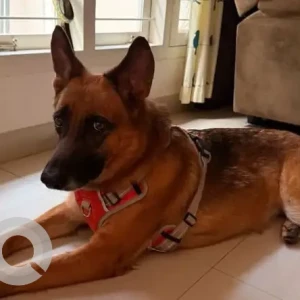 A Black and Brown German Shepherd Dog Found from Ragigudda-3