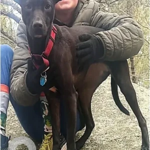 A Black Labrador/Whippet Dog Missing from near Dogtown Road and Cherry Street