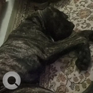 A Black and Brown Cane Corso Dog Missing from Ramamurthy Nagar-4