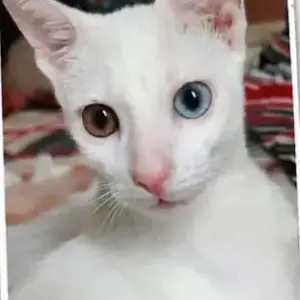 A White Indie Cat Missing from Virugambakkam
