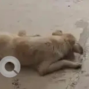 A White-Brown Mix Indie Dog Missing from Bengaluru-2