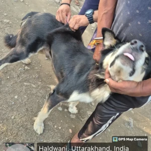 Rabies vaccination-90