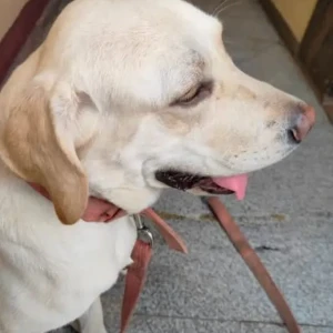 A White Labrador Dog Missing from Kamakshipalya, Bengaluru-2