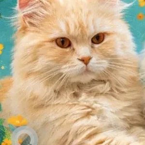Male Persian Cat Adoption for Adoption in Delhi