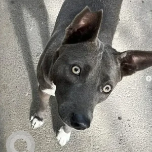 A Grey Indie Dog Missing from 16th Main Indiranagar