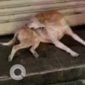 A White-Brown Mix Indie Dog Missing from Valeram Pooja 2 Building, Evershine Nagar-2