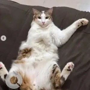 A White and Grey Calico Cat Missing from Marathahalli, Bengaluru