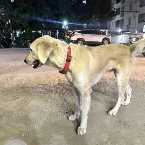 A White Indie Dog Found from Kondapur near Burman Bikes-2