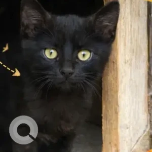 Male Indie Cat Adoption for Adoption in Delhi