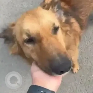 A Brown Indie Dog Missing from The Villas Sector 33