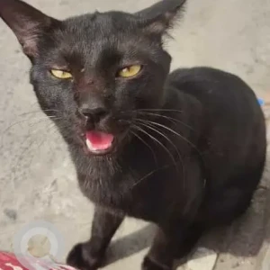 A Black Indie Cat Missing from Sadiq Nagar, New Delhi