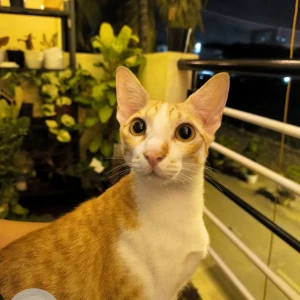 A White-Brown Mix Ginger cat Cat Missing from Horamavu Main Road, Near Trust-in Hospital