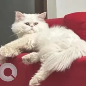 A White Persian Cat Missing from Bahria Phase 3