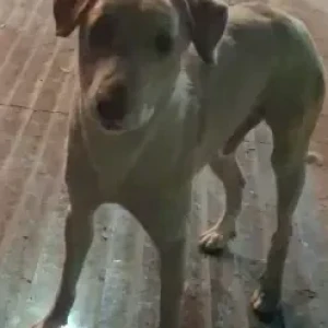 A White Indie Dog Found from C15, DLF Phase 1