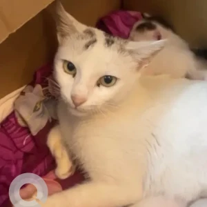 A White Domestic Shorthair Cat Missing from Sanepa Height,Lalitpur(near TDR Residence)