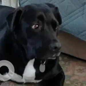 A Black Lab Mix Dog Missing from Crocker Hill Rd & Richard