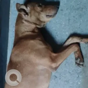 A Brown Indie Dog Missing from Kasimedu-2