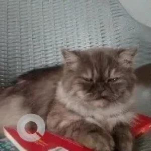 A Grey Persian Cat Missing from Amritsar-2