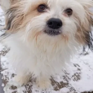 A White and Grey Yorkshire Terrier X Dog Missing from Essex St/Eastern Ave/Near Nina's Market Lynn