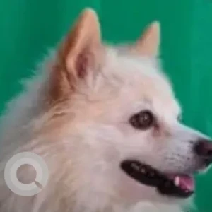 A White-Brown Mix Pomeranian Dog Missing from Dhandra Road, Manakwal, Pune-3